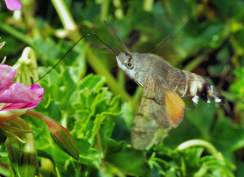 Macroglossa stellatarum